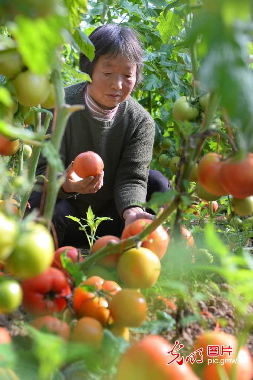 Tomato harvested at the greenhouse of E China's Anhui Province Tomato harvested at the greenhouse of E China's Anhui Province
