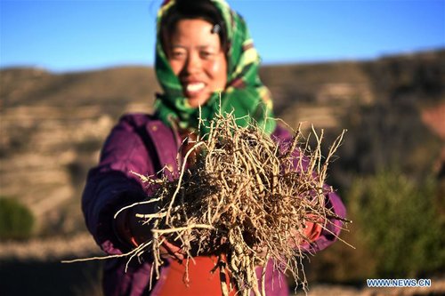 Farmers Benefit from Herb-planting in China's Gansu