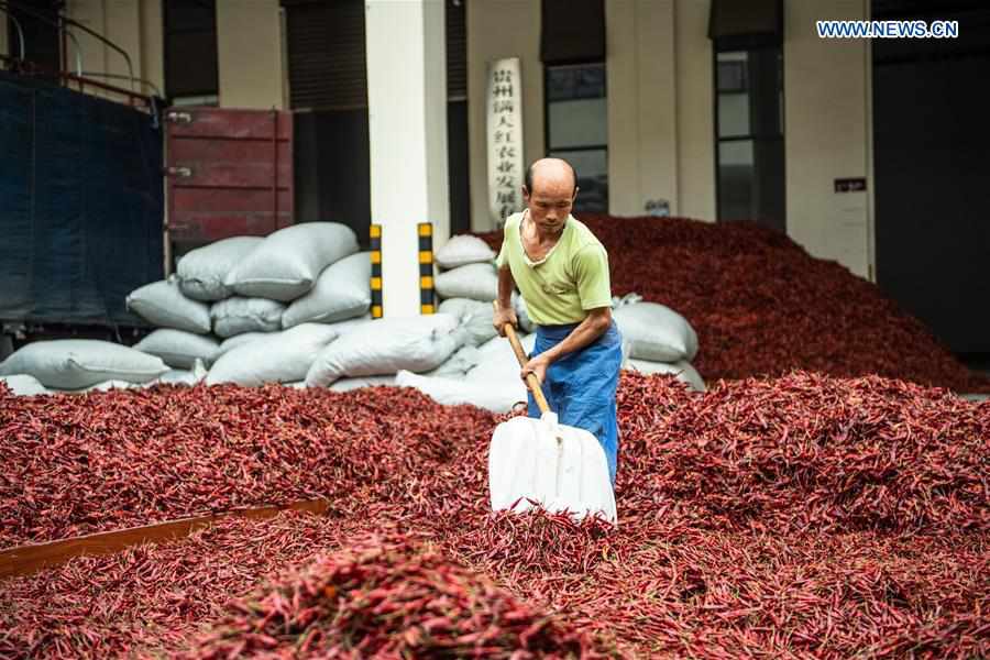 CHINA-GUIZHOU-ZUNYI-CHILI-HARVEST (CN)
