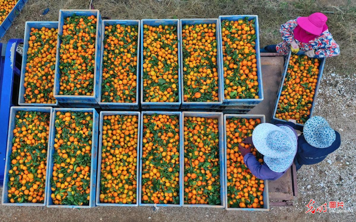 Fruit industries developed in E China's Jiangxi to consolidate comprehensive ecological management