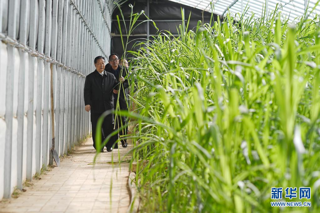 3月29日,林占熺在宁夏银川市永宁县闽宁镇园艺村大棚里查看菌草生长